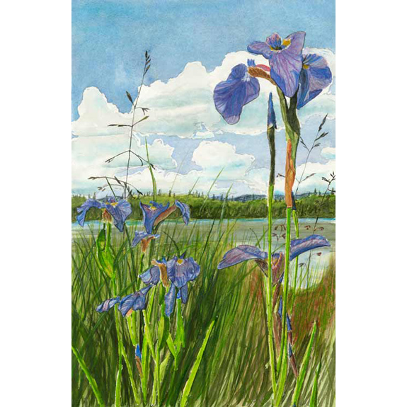 Iris on Horseshoe Lake